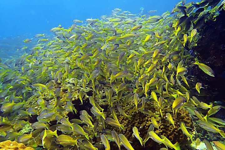 Private Scuba Diving Initiation in Koh Phangan — Pool to Reef with a Licensed Guide photo 3
