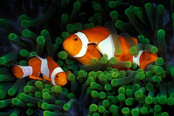 Private Scuba Diving Initiation in Koh Phangan — Pool to Reef with a Licensed Guide photo 4