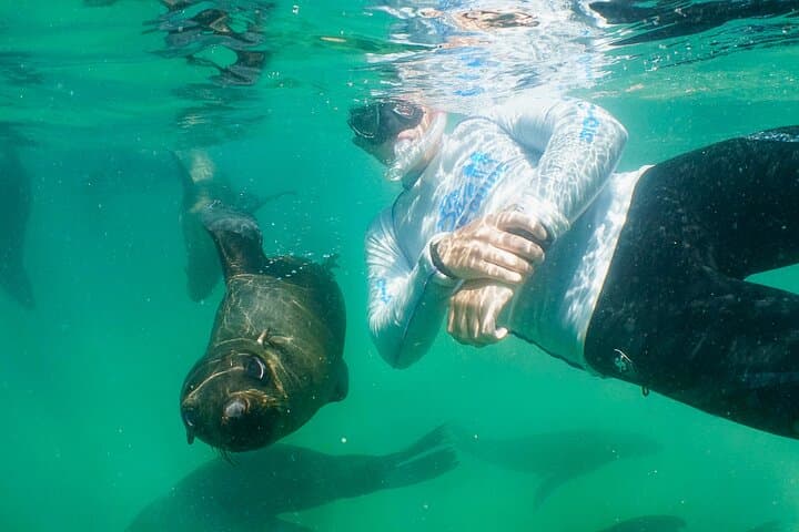 Swim with Cape Fur Seals at Robberg Nature Reserve, Plettenberg Bay photo 2