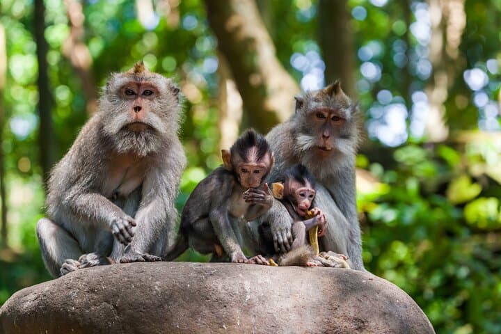 Best of Ubud Private Day Tour: Waterfalls, Temples & Rice Terraces photo 2