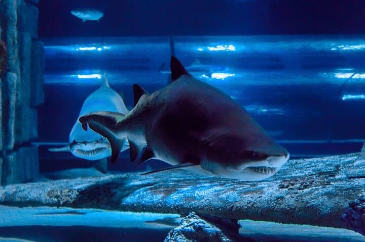 Antalya Aquarium Full-Day Trip from Side — Snow World, Tunnel Aquarium & Antalya Free Time photo 3