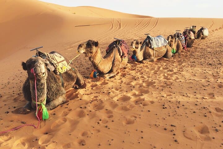 Sunrise & Sunset Camel Ride Over Erg Chebbi Dunes photo 6