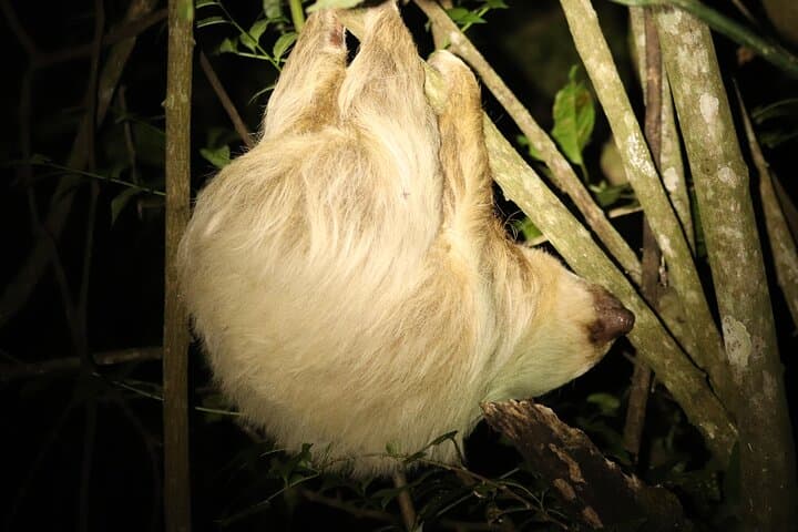 Monteverde Night Adventure: Guided Nocturnal Walk in the Cloud Forest