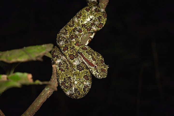 Monteverde Night Adventure: Guided Nocturnal Walk in the Cloud Forest photo 2