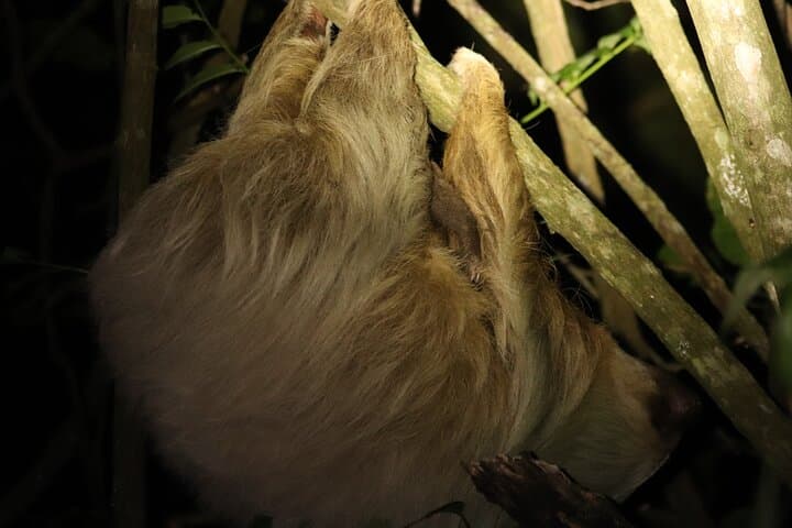 Monteverde Night Adventure: Guided Nocturnal Walk in the Cloud Forest photo 3