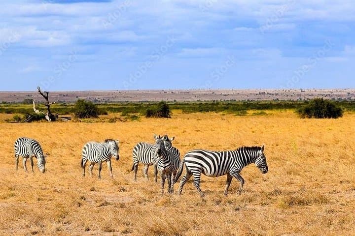 2-Day Amboseli Safari: Elephants & Kilimanjaro Wildlife Escape photo 3