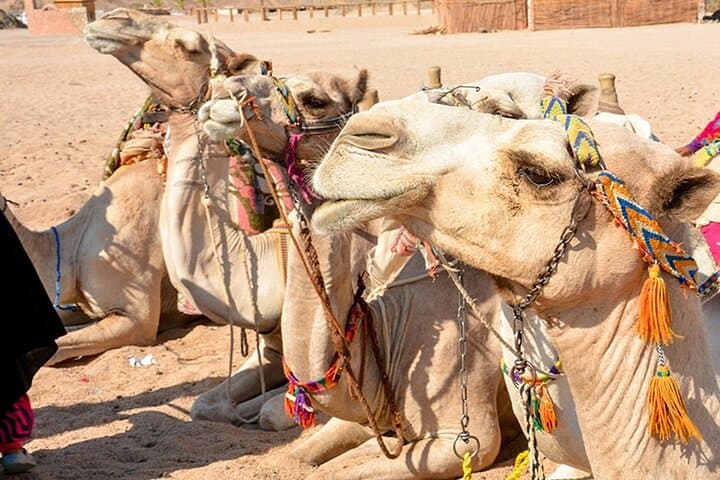 Hurghada Desert Safari: Jeep, Buggy, Quad & Bedouin Dinner Experience photo 6