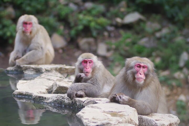 Winter Snow Monkey Viewing and Obuse Cultural Day Trip from Nagano photo 3