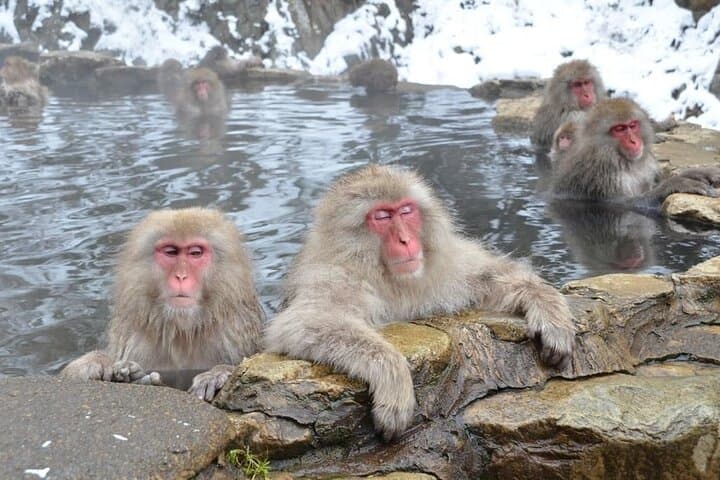 Winter Snow Monkey Viewing and Obuse Cultural Day Trip from Nagano photo 2