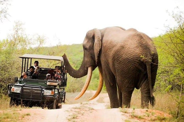 3-Day Kruger National Park Wild Safari Adventure — 2 Nights from Johannesburg