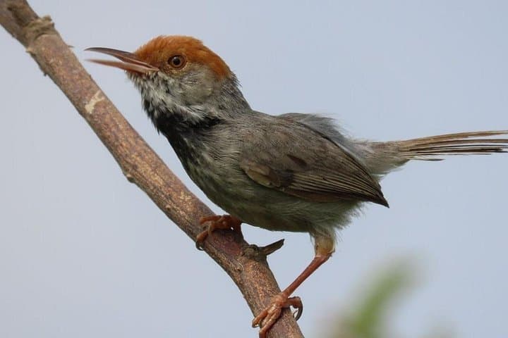 Mekong Wetland Birding & Phnom Penh Brunch: Early Morning Tailorbird and Waterbirds