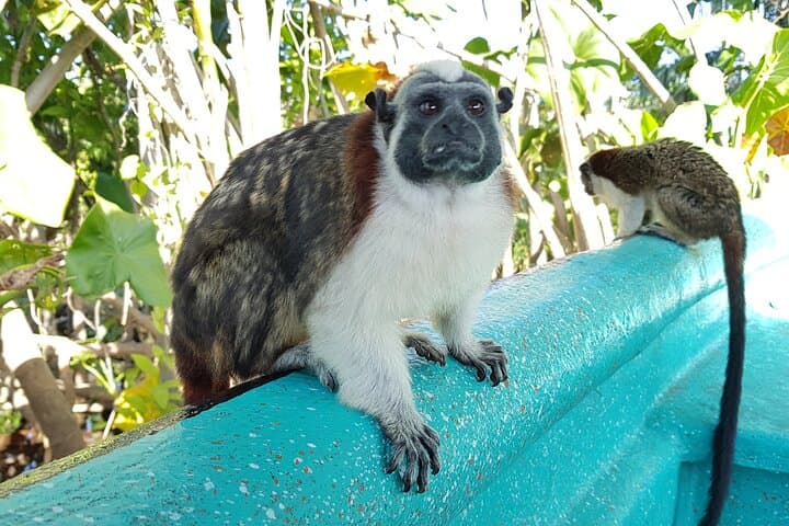 Panama Monkey and Sloth Jungle Habitat Tour on Gatun Lake photo 6