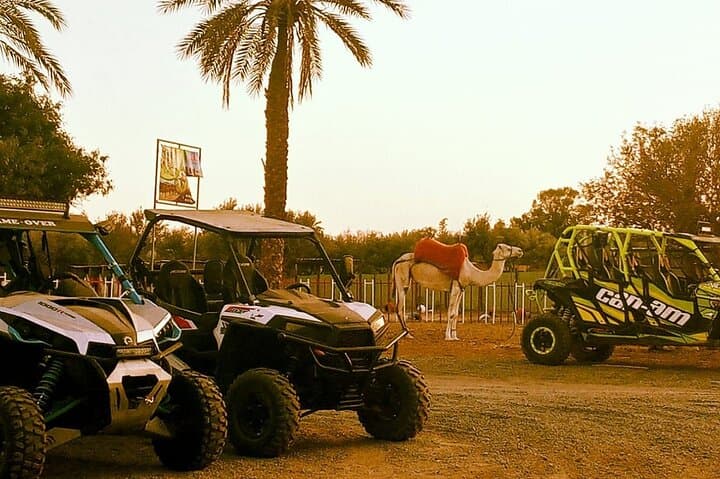 Quad Biking in Palmeraie Marrakech: ATV Tour with Berber Tea