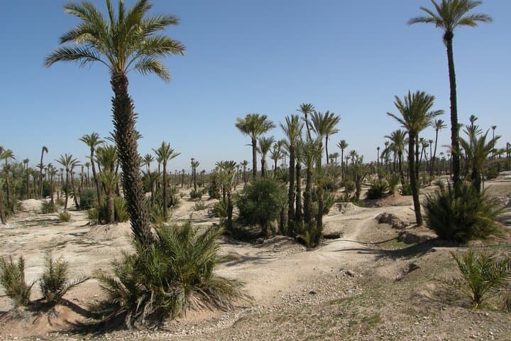 Quad Biking in Palmeraie Marrakech: ATV Tour with Berber Tea photo 3