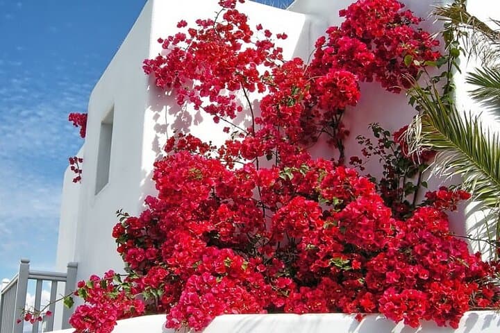 Half-Day Guided Walking Tour of Mykonos: Little Venice, Windmills & Beaches photo 5