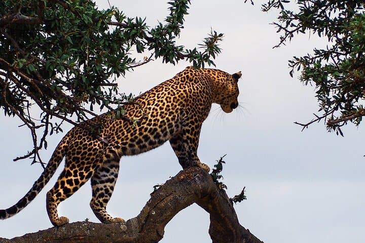 3-Day Masai Mara Safari: Big Five, Culture & Camp Stays photo 1