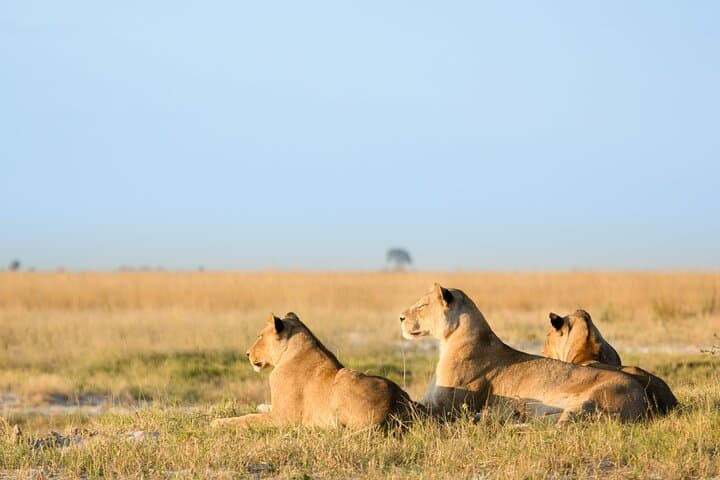 3-Day Masai Mara Safari: Big Five, Culture & Camp Stays photo 3