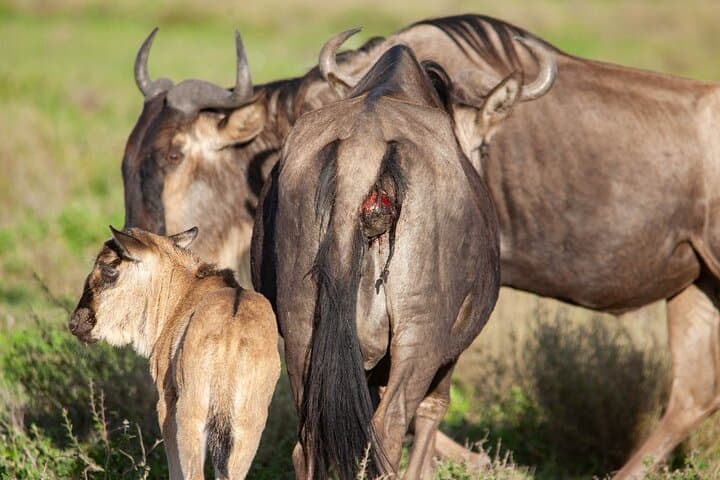 3-Day Masai Mara Mid-Range Private Safari — Big Five, Maasai Village & Game Drives