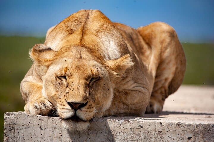3-Day Masai Mara Mid-Range Private Safari — Big Five, Maasai Village & Game Drives photo 2
