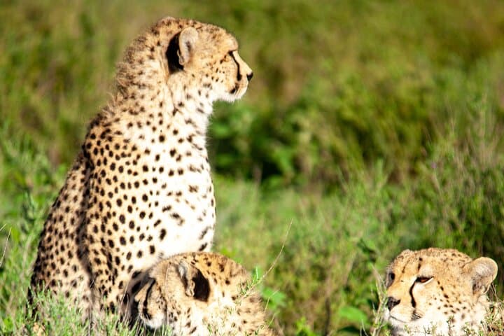 3-Day Masai Mara Mid-Range Private Safari — Big Five, Maasai Village & Game Drives photo 3
