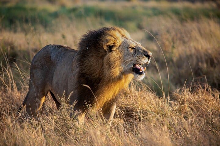 3-Day Masai Mara Mid-Range Private Safari — Big Five, Maasai Village & Game Drives photo 4