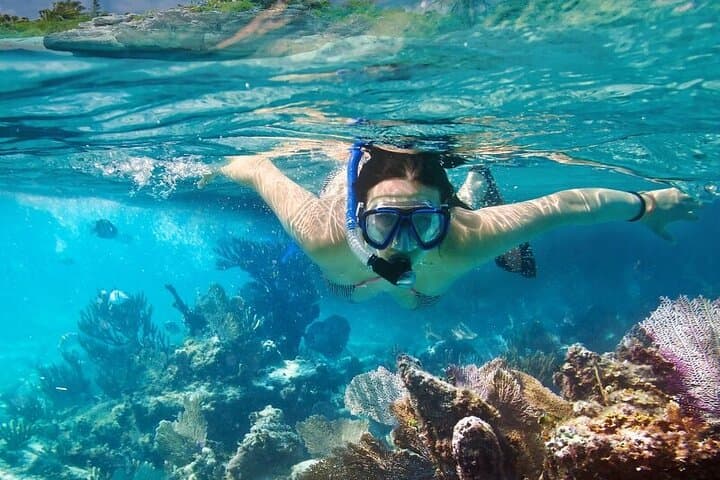 Roatán Private 4-Hour Snorkel Tour on the Mesoamerican Reef