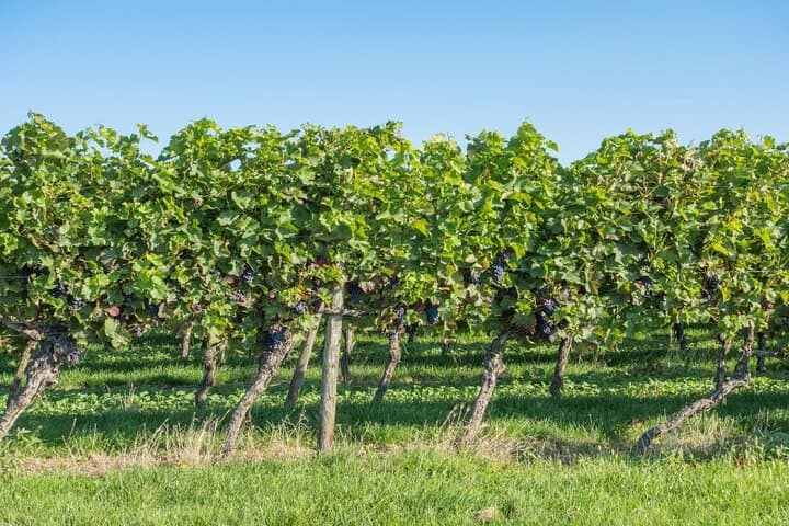 Private Athens Wine Tour to Two Award-Winning Wineries in Spata photo 6