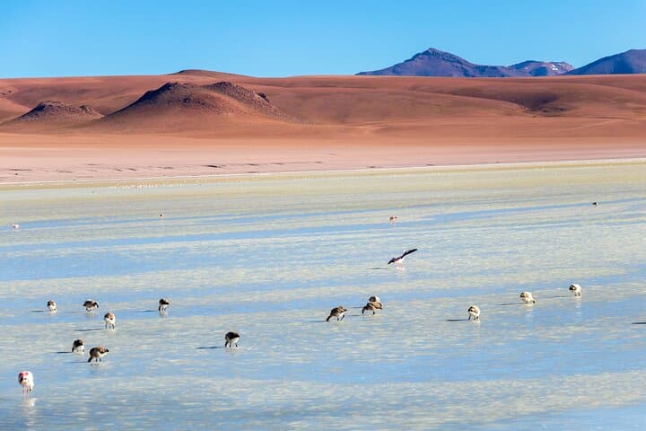 Piedras Rojas & Altiplanic Lagoons: Full-Day Private Tour from San Pedro de Atacama photo 5