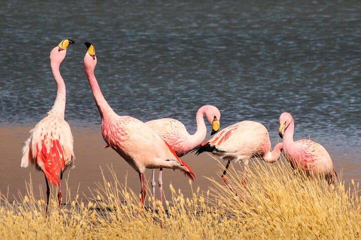 Piedras Rojas & Altiplanic Lagoons: Full-Day Private Tour from San Pedro de Atacama photo 6