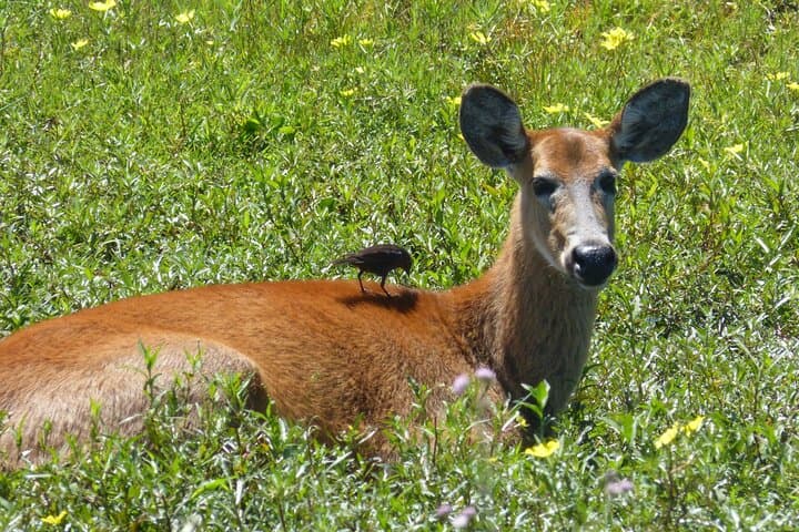Private Iberá Wetlands Day Tour from Ituzaingó — Walks, Wildlife & Vehicle Safari photo 2