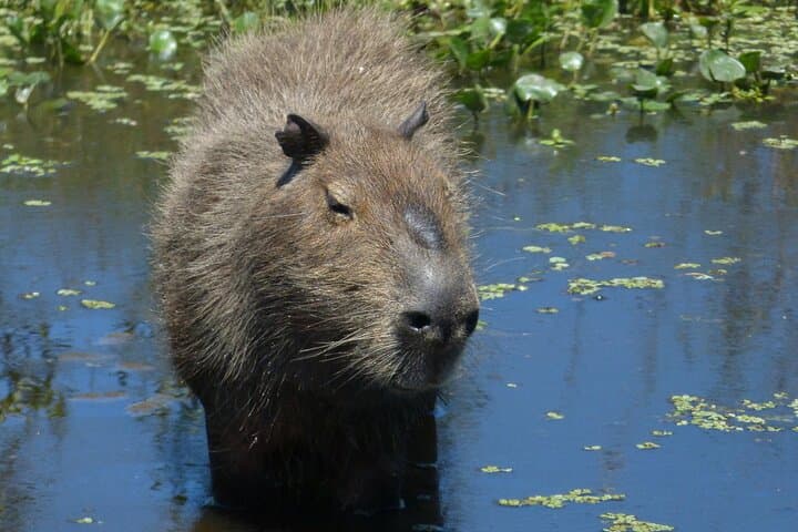 Private Iberá Wetlands Day Tour from Ituzaingó — Walks, Wildlife & Vehicle Safari photo 4