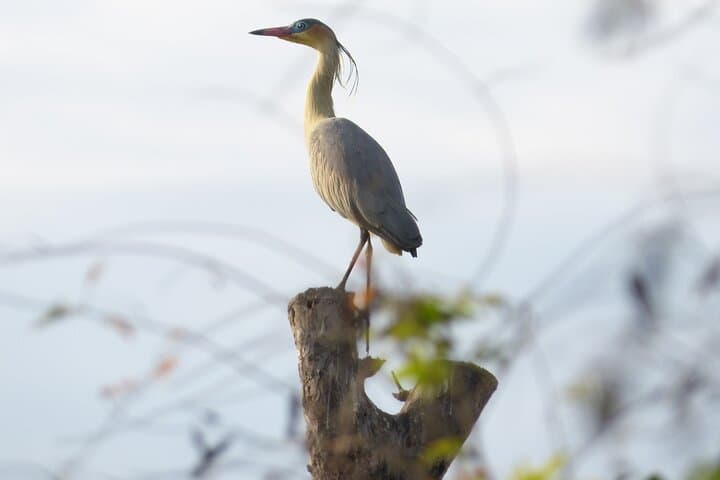 Private Iberá Wetlands Day Tour from Ituzaingó — Walks, Wildlife & Vehicle Safari photo 6
