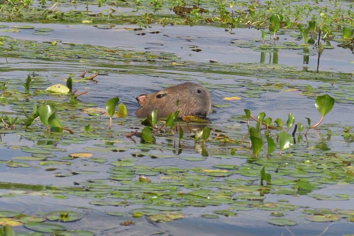 Private Iberá Wetlands Day Tour from Ituzaingó — Walks, Wildlife & Vehicle Safari