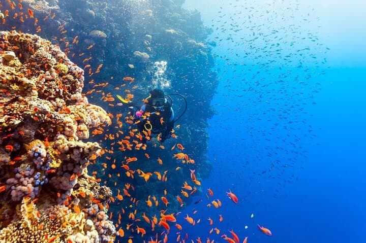 Hurghada Intro Scuba Dive: Red Sea Reefs & Onboard Lunch photo 2
