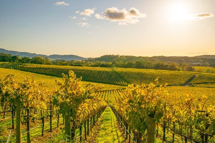 Full-Day Private Napa Valley Wine Tour from San Francisco — Tastings, Lunch, and Vineyard Views