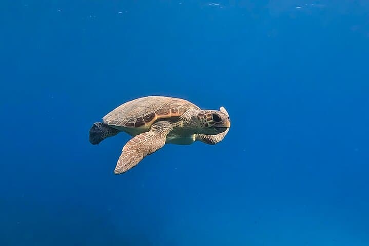 Private Discover Scuba Diving in Messinia: PADI Intro Dive Near Kalamata photo 5