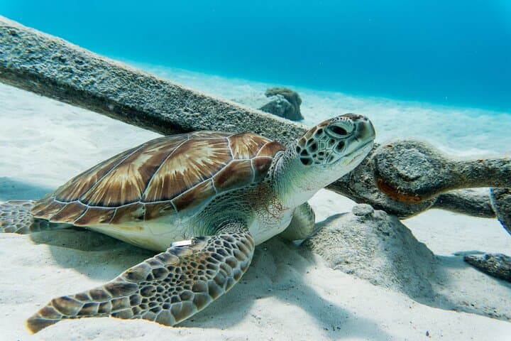 Swim with Turtles and Explore Curacao's Blue Room Cave — Turtle Bay Snorkel Trip photo 4