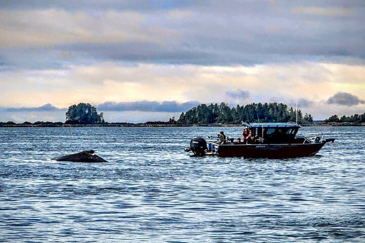 Private Sitka Whale & Wildlife Watching Cruise for Small Groups photo 3