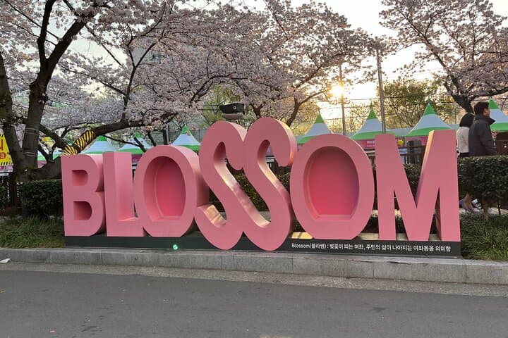 Experience Korea's Spring Splendor: Jinhae Cherry Blossom & Busan Sunrise Adventure photo 4