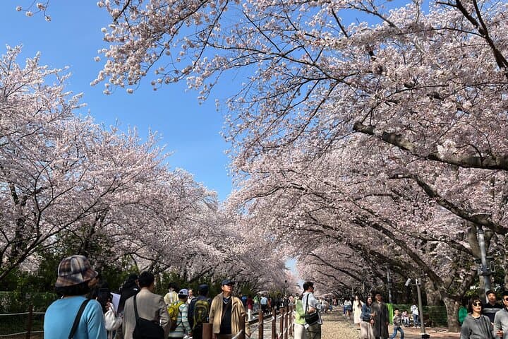 Experience Korea's Spring Splendor: Jinhae Cherry Blossom & Busan Sunrise Adventure photo 5
