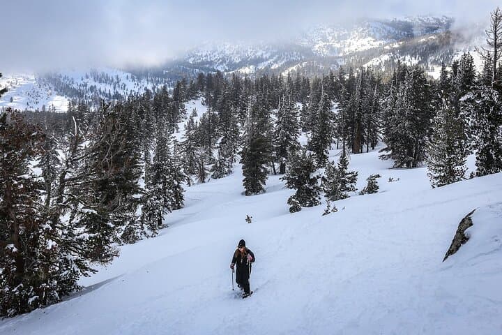 Chickadee Ridge Beginner Snowshoe Tour — Guided Snowshoeing on Lake Tahoe's North Shore photo 6