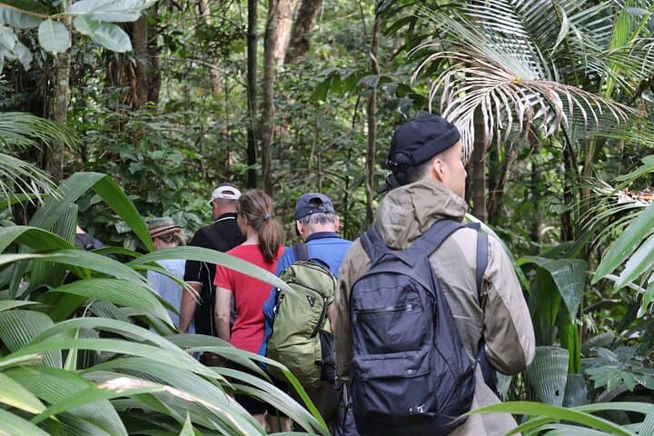 Daintree and Cape Tribulation 2-Day Rainforest & Great Barrier Reef Adventure photo 6