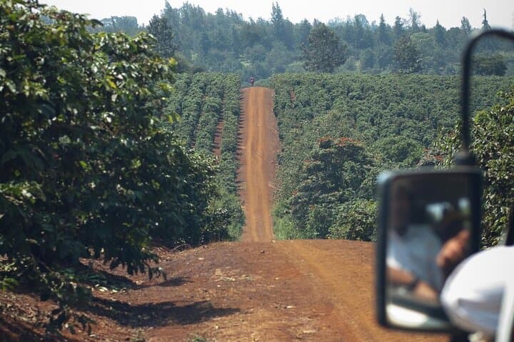 Karunguru Coffee Farm Tour: Nairobi Farm-to-Cup Experience photo 3