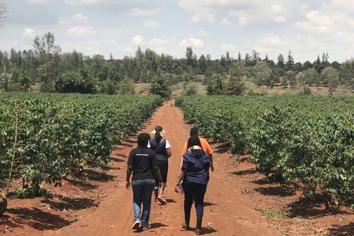 Karunguru Coffee Farm Tour: Nairobi Farm-to-Cup Experience photo 4