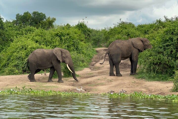 7-Day Rwanda Wildlife Adventure: Bisoke Hike, Gorilla & Chimp Trekking