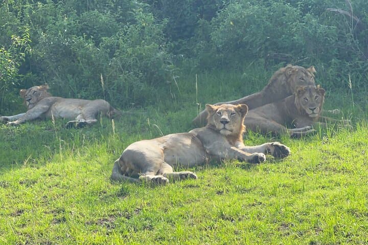 7-Day Rwanda Wildlife Adventure: Bisoke Hike, Gorilla & Chimp Trekking photo 2