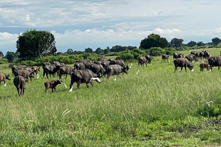 7-Day Rwanda Wildlife Adventure: Bisoke Hike, Gorilla & Chimp Trekking photo 3