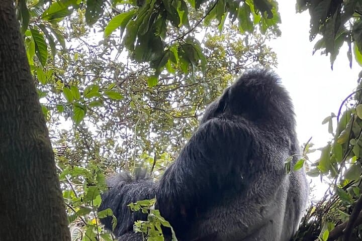 7-Day Rwanda Wildlife Adventure: Bisoke Hike, Gorilla & Chimp Trekking photo 5