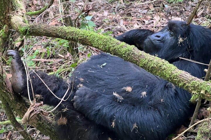 7-Day Rwanda Wildlife Adventure: Bisoke Hike, Gorilla & Chimp Trekking photo 6