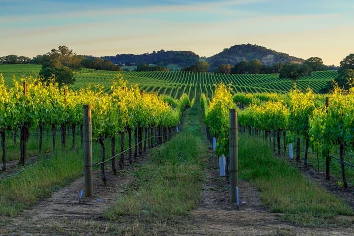 Full-Day Private Sonoma Valley Wine Tour — From San Francisco to Sonoma Valley Wineries